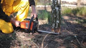 Best Tree Preservation Services  in Dewitt, MI