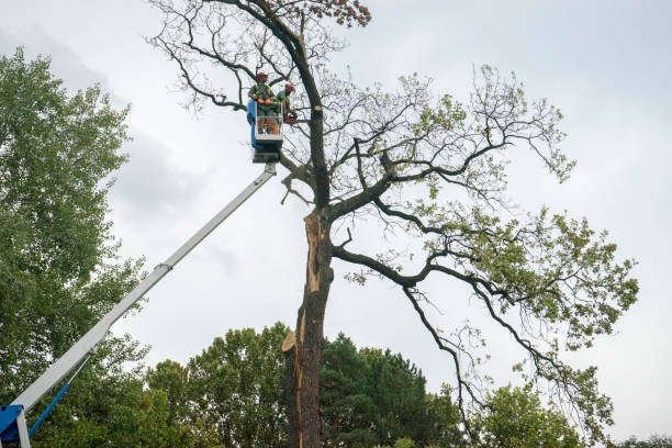 Why Choose Our Tree Removal Services in Dewitt, MI?