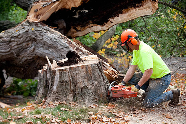 Best Seasonal Cleanup (Spring/Fall)  in Dewitt, MI