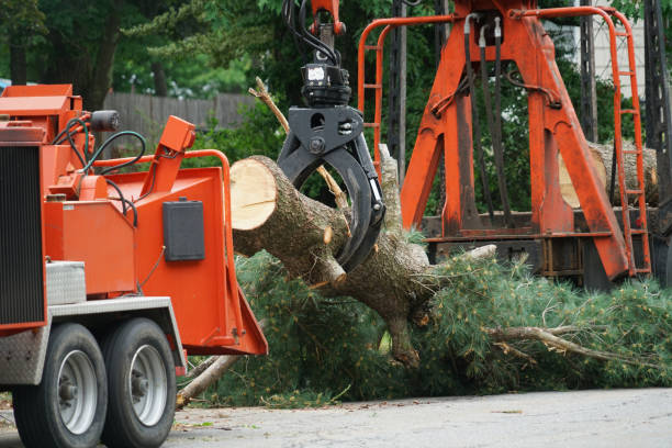 Best Lot and Land Clearing  in Dewitt, MI