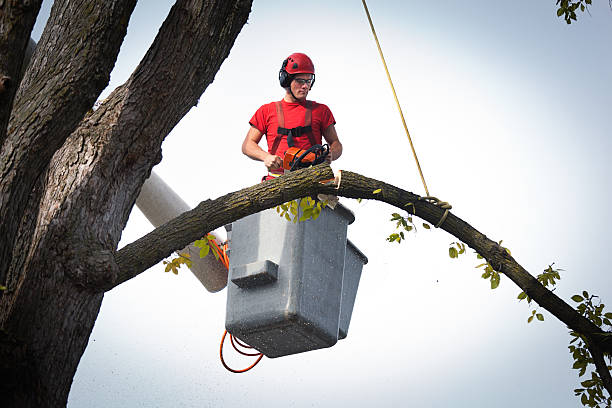 Best Root Management and Removal  in Dewitt, MI