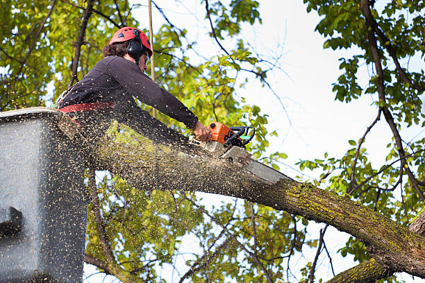 Best Tree Disease Treatment  in Dewitt, MI