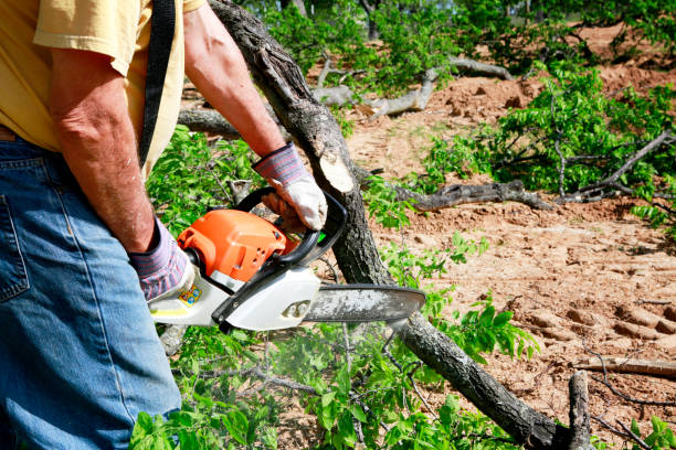 Professional  Tree Services in Dewitt, MI